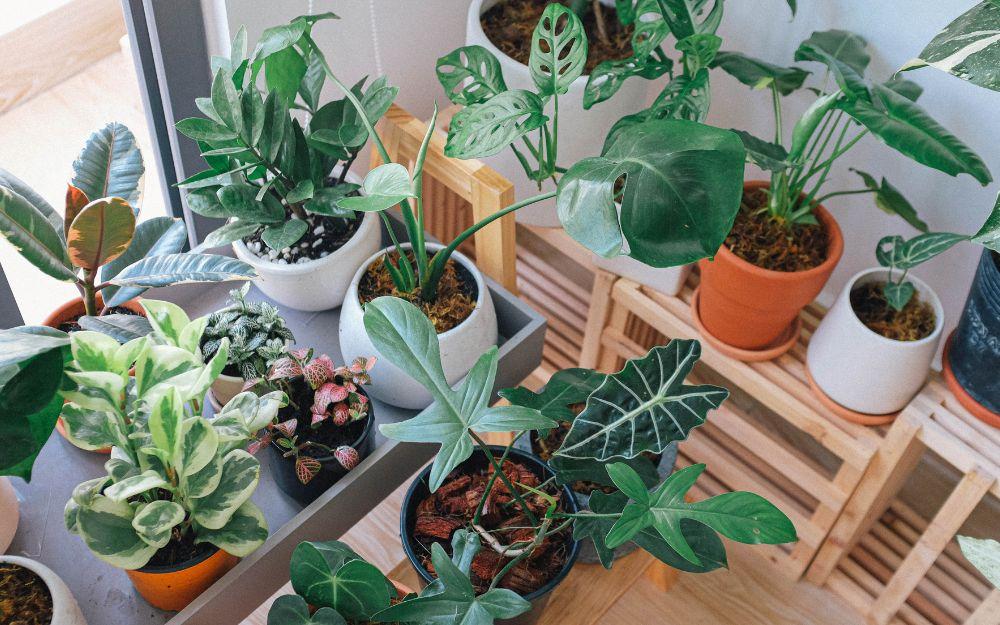 5 loại cây “gọi” may mắn đến nhà: Rất phù hợp để trưng dịp đầu năm mới